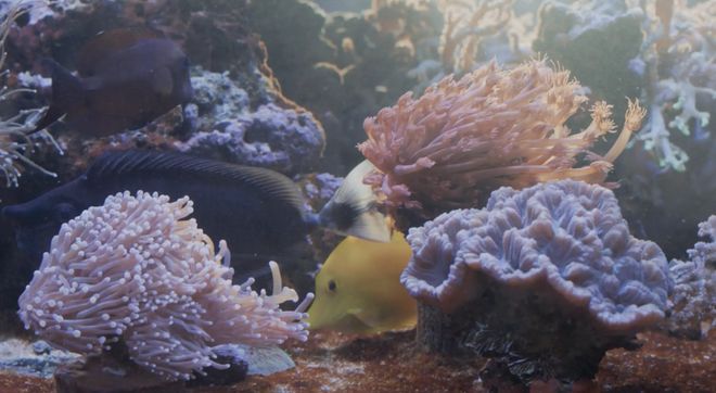 一种近期刚爆火还有一种有生物特征瓦利棋牌8种收藏价值极高的石头(图7)